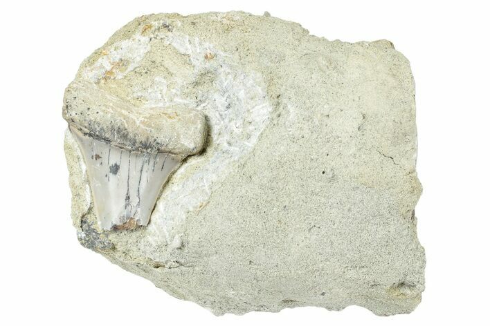 Bargain, Shark Tooth Fossil on Sandstone - Bakersfield, CA #238332